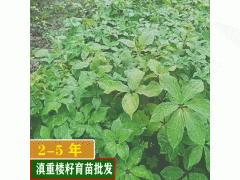 云南重樓種植基地_?重樓的害蟲防治方法圖2