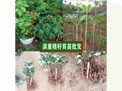 重樓種植后怎樣進(jìn)行種植技術(shù)?圖2