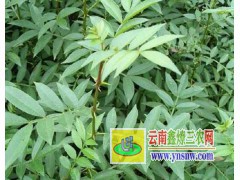 花椒樹苗的價(jià)格_云南,四川花椒苗的價(jià)格_花椒樹苗的種類圖2