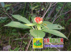 產(chǎn)地白芨中藥材種苗、種子批發(fā)#紅河白芨小苗批發(fā)銷售圖2