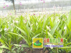 白芨育苗技術(shù)#白芨種子直播育苗技術(shù)#白芨苗種植季節(jié)圖2