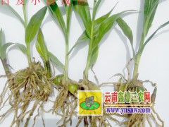 宣威種植專(zhuān)業(yè)合作社產(chǎn)品供求信息%白芨_黃精訓(xùn)化技術(shù)圖3