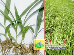 白芨育苗技術(shù)#白芨種子直播育苗技術(shù)圖1