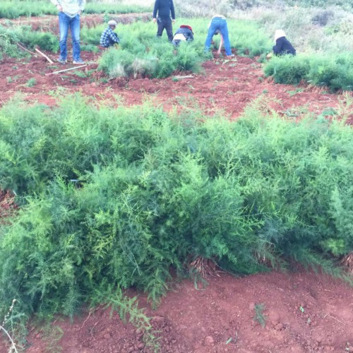 麗江大天冬種植技術(shù)，云南天冬種苗銷售