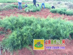 麗江大天冬種苗銷售，云南大天冬種子種植技術(shù)圖2