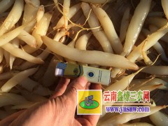 云南天冬種子種苗，麗江天冬種植生產(chǎn)基地圖2