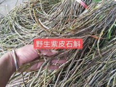 種植戶對(duì)鐵皮石斛的技術(shù)&鐵皮石斛怎么種植圖3