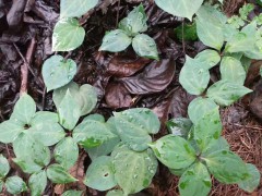 玉溪通海普洱思茅野七葉一枝花什么時(shí)間種植圖片圖2