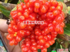 2018.8.20云南重樓苗價格分析統(tǒng)計(jì)-云南滇重樓種苗出售圖3