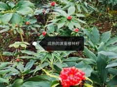 云南麗江重樓行情上升&種植基地積極性增加圖2