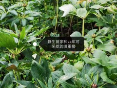 云南產(chǎn)地獨角蓮,枝花頭怎么種植?市場前景分析信息圖2