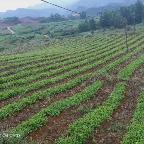 半夏好種嗎?種植技術(shù)麻不麻煩