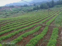 水半夏和旱半夏育苗、定植技術(shù)資料圖1