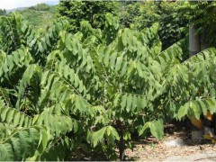 1棵釋迦果樹苗價(jià)錢,&什么時(shí)候成熟上市,種植能賺錢嗎圖2