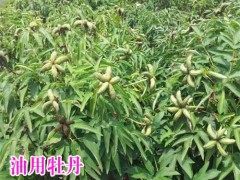 哪里牡丹苗多便宜?如何種植成活率高圖2