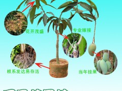 1棵芒果樹苗多少錢?賺錢嗎?哪里多圖3