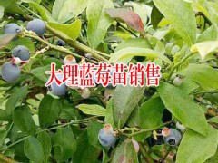 目前藍莓樹苗價格怎么樣?種植賺錢嗎圖3