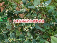 目前藍莓樹苗價格怎么樣?種植賺錢嗎圖2