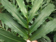 砂仁適宜種植土壤_哪些地方適合種植砂仁圖2