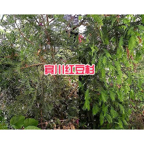 保山哪里紅豆杉多、規(guī)格全—騰沖豆杉苗圃