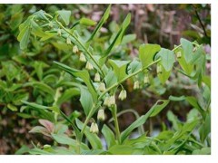 多花中藥材黃精種植技術(shù)_明年種植黃精賺錢嗎圖1