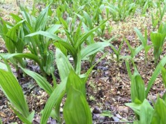 農(nóng)村種植白芨前景怎么樣？圖2