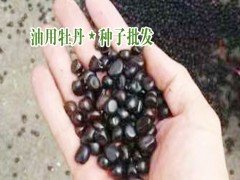 牡丹籽500克有多少粒_2020牡丹植株批發(fā)種植園信息圖2