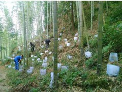 云南,廣西,貴州三葉青人工種植方法_三葉青藥材作用圖2