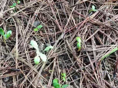 花椒苗、貢椒苗苗木的繁育、供應、批發(fā)圖2