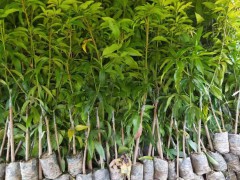 廣西貴州四季蜜芒苗供應價格行情|廣西四季芒是什么芒果圖2