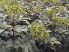 茶辣苗價錢要多少錢一棵？栽種兩年結果？（附種植技術）圖3