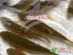 云南商品魚|文山魚苗養(yǎng)殖|土著魚養(yǎng)殖圖3