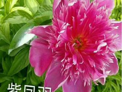 芍藥花哪里可以觀賞- 觀賞芍藥哪里購(gòu)買圖2