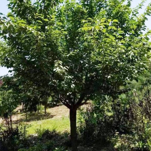 鮮櫻花能夠直接生吃嗎？云南櫻花地苗銷售批發(fā),昆明櫻花樹苗