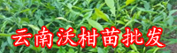 適合云南,廣西種植的沃柑苗|2020年豐產沃柑苗種植技術