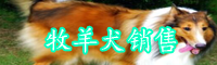 牧羊犬怎么馴養(yǎng)？多少錢一只