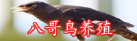 八哥鳥如何馴養(yǎng)？市場價格-