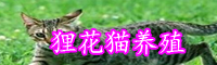 為什么大多數(shù)農(nóng)村都養(yǎng)殖貍花貓？