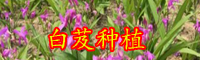 白芨的高校栽培技術(shù)與價(jià)格-