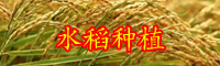 一畝水稻產(chǎn)量-水稻價(jià)格