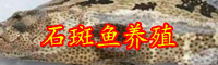 石斑魚的價(jià)格走勢(shì)-養(yǎng)殖條件