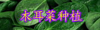 抗癌防癌蔬菜“木耳菜”什么時間種植好？種植方法有哪些？