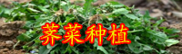 薺菜（又名菱角菜）可以生吃嗎？什么人不能吃？