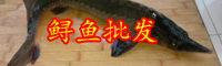 被稱為'長(zhǎng)江魚王'的鱘魚該怎么養(yǎng)殖？