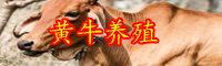 目前種公牛價(jià)格大概多少錢(qián)一頭？選種標(biāo)準(zhǔn)是什么？