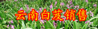 白芨多少錢一斤？種植前景和經(jīng)濟(jì)效益如何？