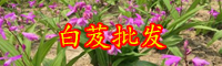 小白芨多少錢一斤？2020年種植前景怎樣？