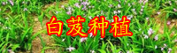 白芨銷(xiāo)售市場(chǎng)價(jià)格多少？白芨會(huì)價(jià)格上漲嗎？