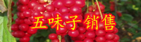 產(chǎn)區(qū)五味子多少錢(qián)?_五味子有什么品種