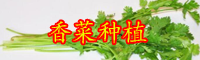 目前云南香菜多少錢(qián)一斤？